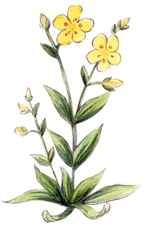 Illustration Bachblüte „Rock Rose“, Gelbes Sonnenröschen