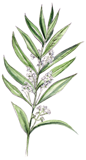 Illustration Bachblüte „Olive“