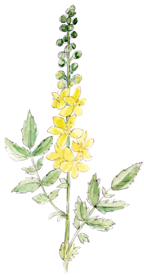 Illustration Bachblüte „Agrimony“, Odermennig