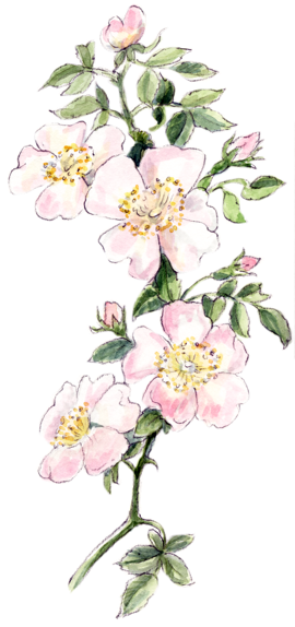 Illustration Bachblüte „Wild Rose“, Heckenrose