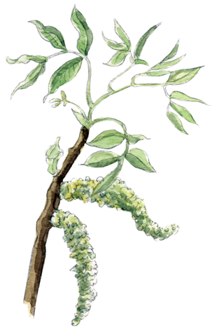 Illustration Bachblüte „Walnut“, Walnuss