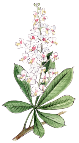 Illustration Bachblüte „White Chestnut“, Weiße Kastanie