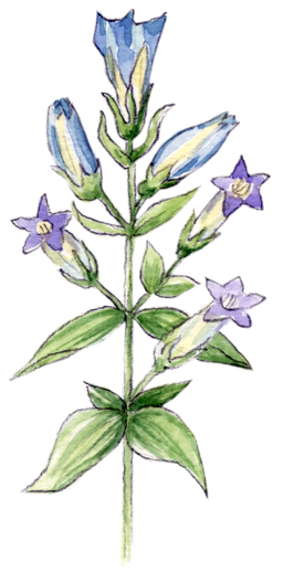 Illustration Bachblüte „Gentian“, Herbstenzian