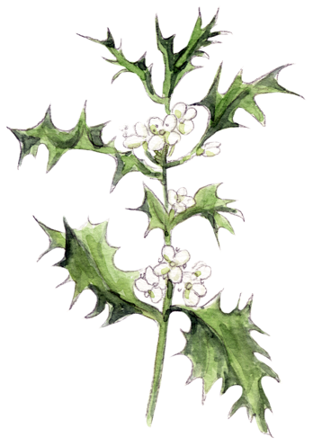 Illustration Bachblüte „Holly“, Stechpalme